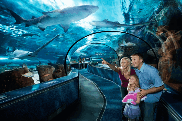 Things To Do Ripley’s Aquarium